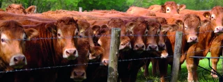 Contrats en bovins viande : le grand saut