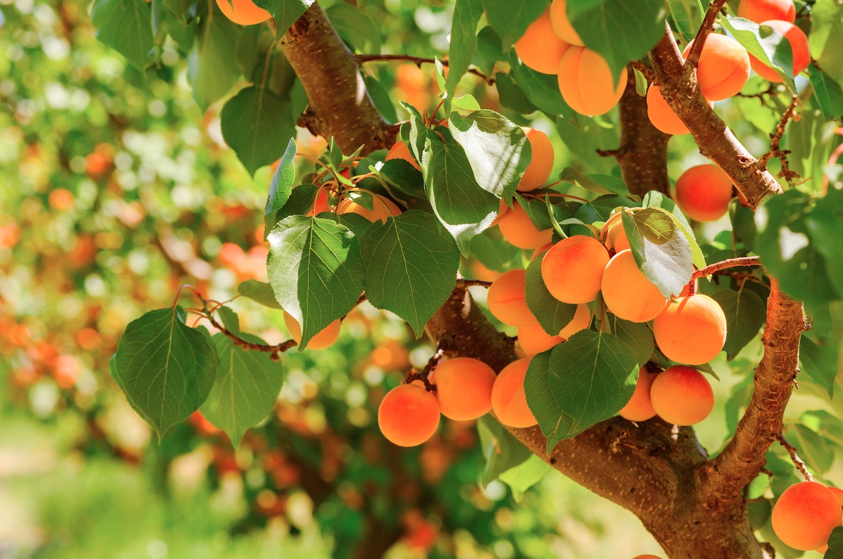 Abricots : une production historiquement faible à des prix très élevés