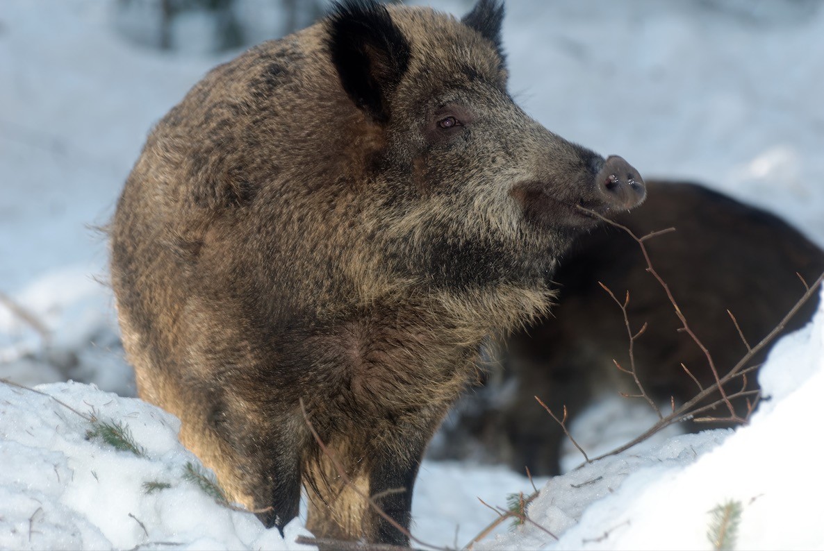 Italie : au moins trois cas de peste porcine