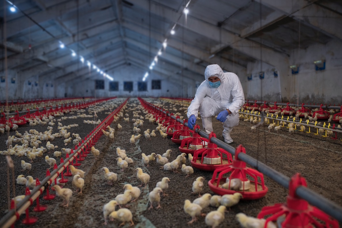 Grippe aviaire : les étudiants vétérinaires mobilisés