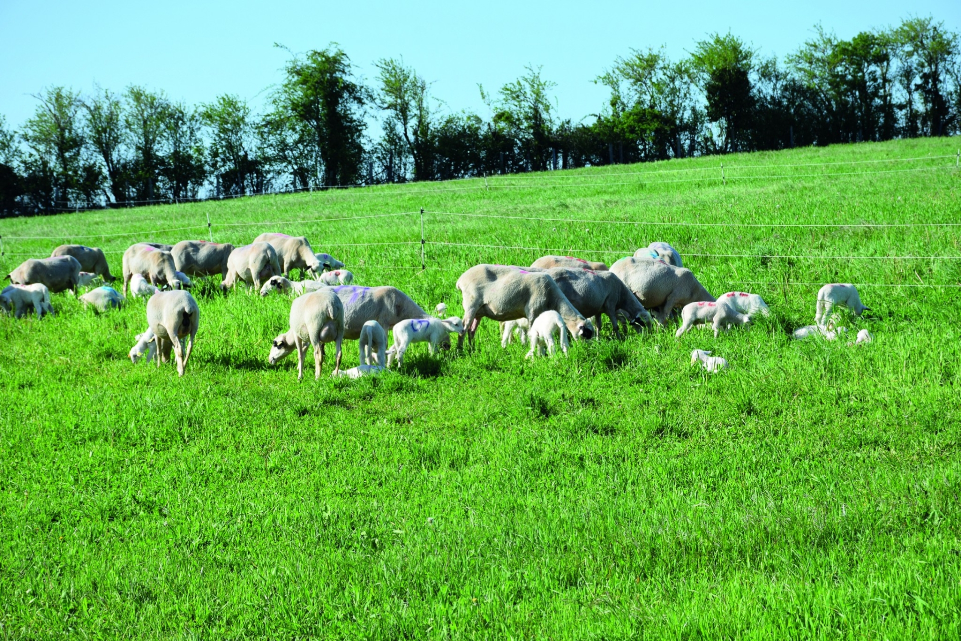 L’autonomie alimentaire dans les élevages de ruminants