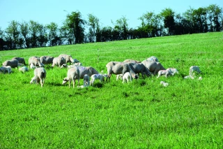 L’autonomie alimentaire dans les élevages de ruminants