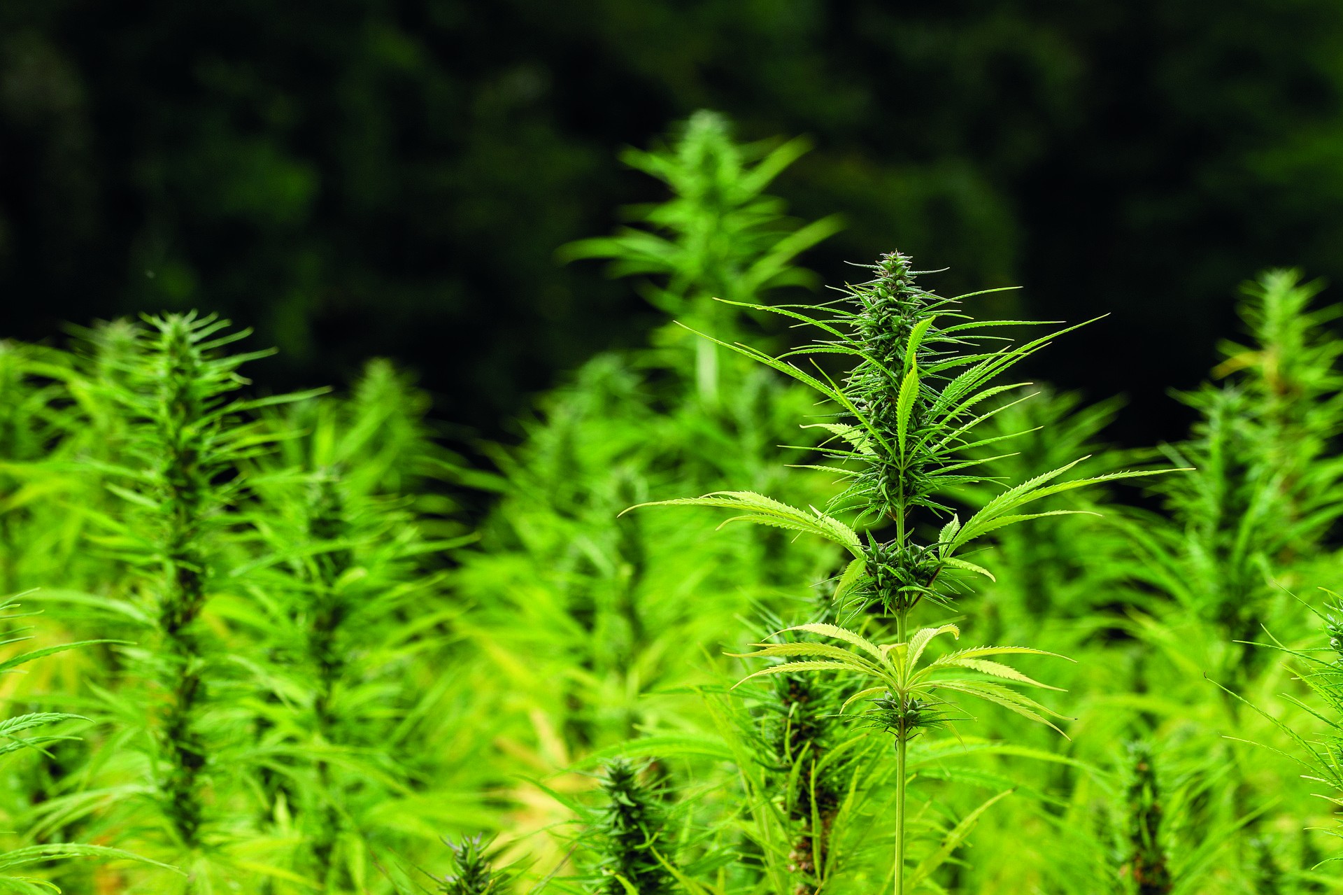Chanvre CBD : vers des références techniques en Drôme