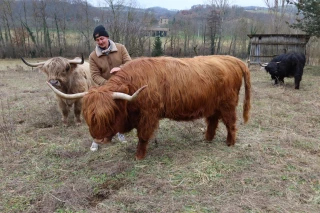 Il choisit de s’installer comme éleveur de Highland Cattles