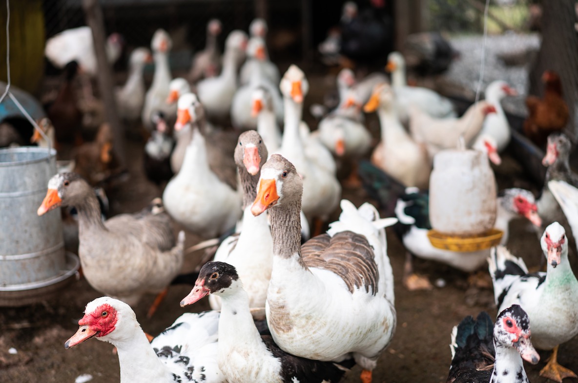 La grippe aviaire s’étend en Europe