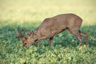 Dégâts de gibier : les chasseurs continueront de payer