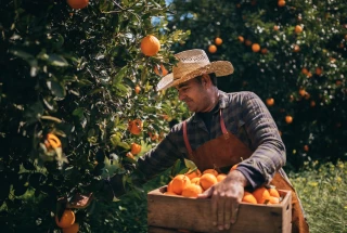 Espagne : des oranges à 3 centimes le kilo !