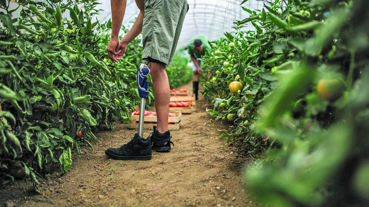 Handicap et travail : l’agriculture en mode inclusif