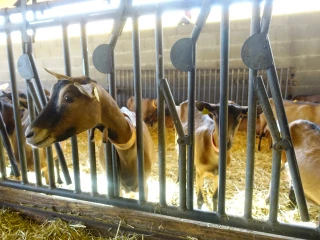 « La concentration cellulaire  dans le lait n’est pas une fatalité »