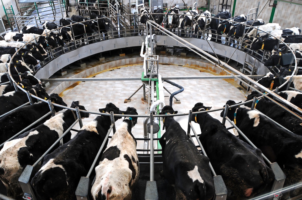 Espagne : une étable de 23000 laitières en projet