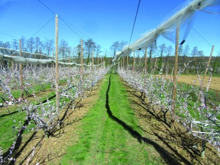 La Sefra, trois décennies d’essais dans le domaine fruitier