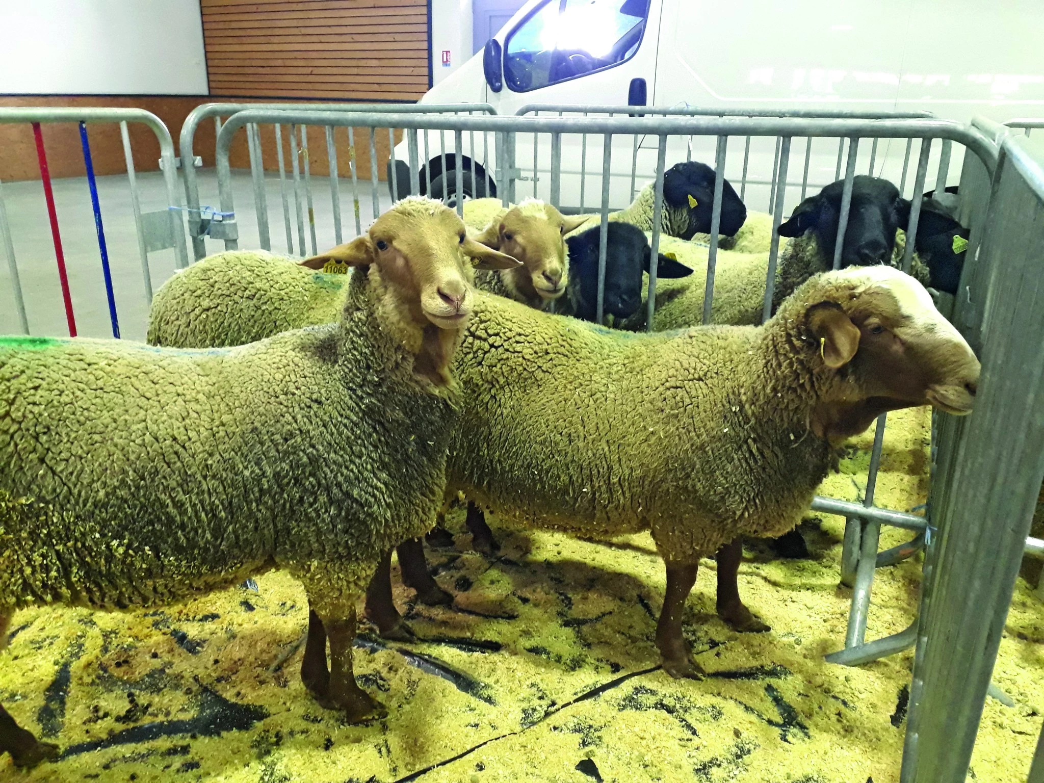 9e édition de la foire aux béliers de Crest