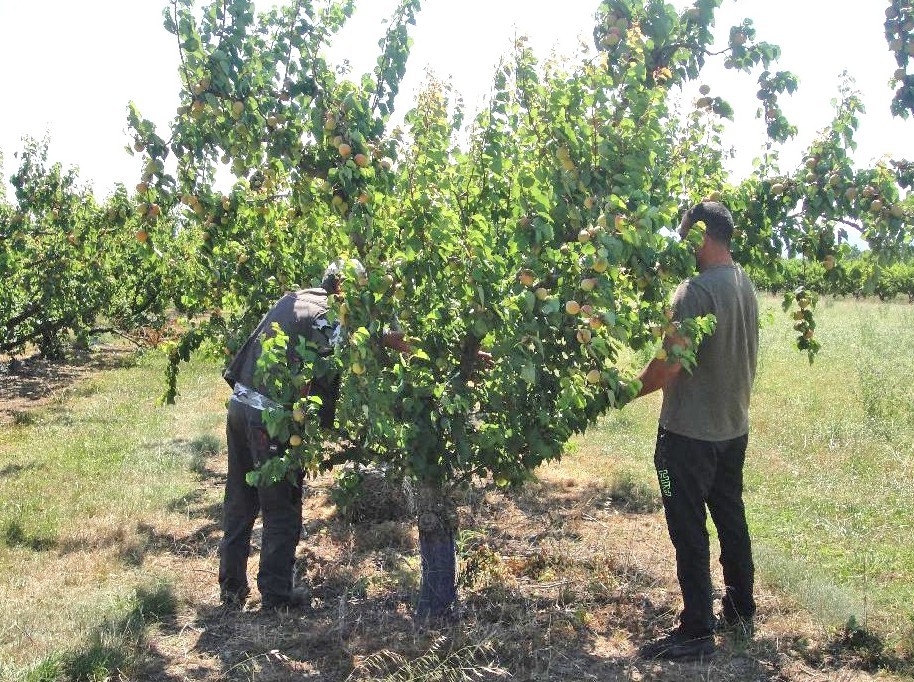 Sharka : 340 producteurs aidés pour la prospection