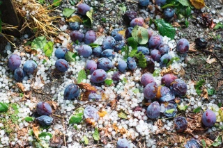 Assurance récolte : le projet de loi adopté au Sénat