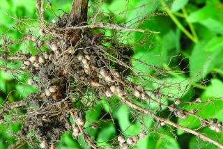 Inoculation du soja : produits et usages