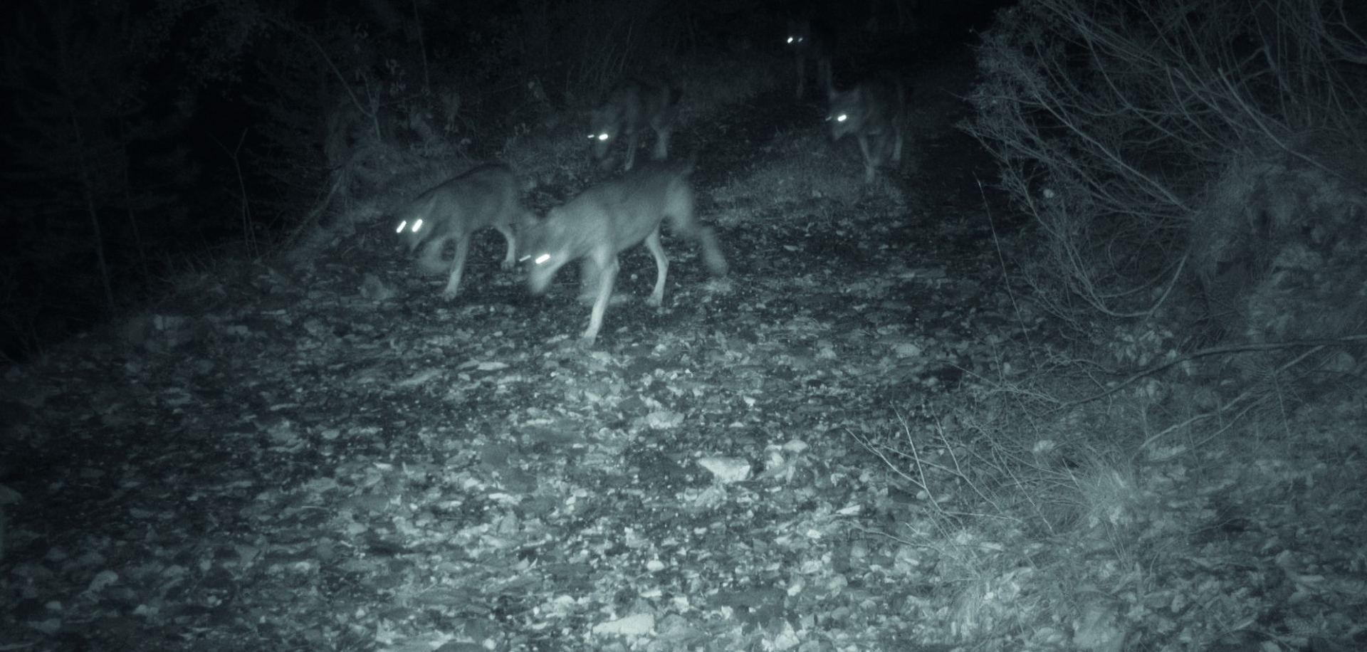 Tirs simple de défense : un premier loup prélevé en Drôme