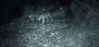 Un loup prélevé à Gigors-et-Lozeron