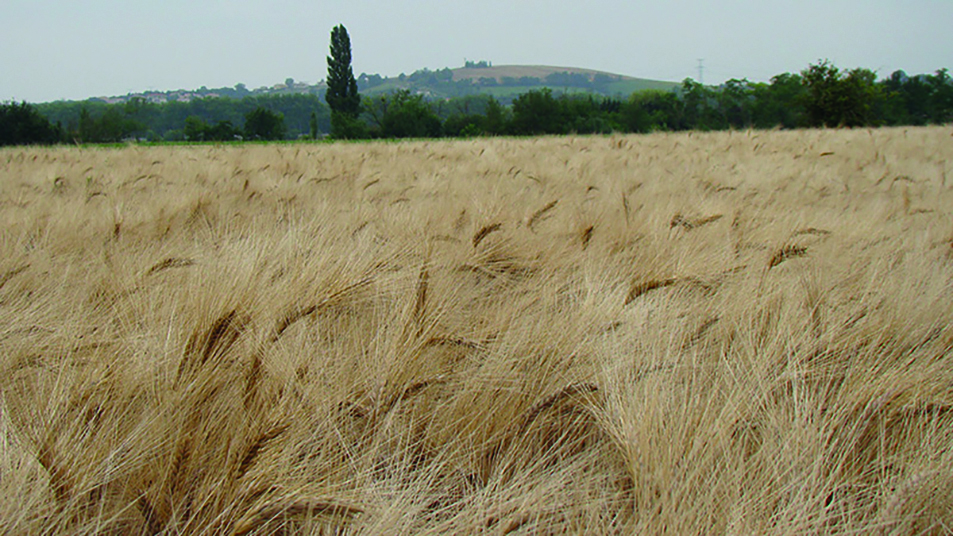 Un plan stratégique  pour le blé dur