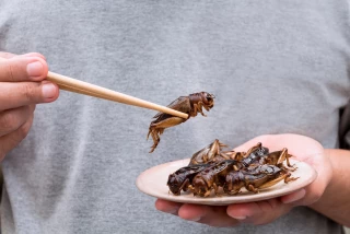 Bientôt des grillons dans nos assiettes