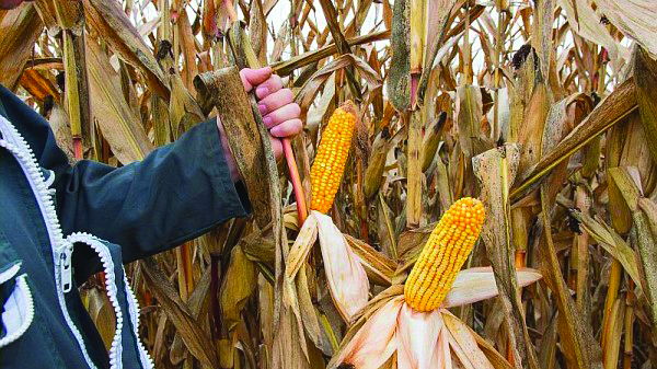Variétés de maïs grain : les résultats du réseau d’essais 2021