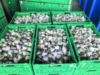 GIE L’Ail Drômois : 455 000 € pour conquérir de nouveaux marchés