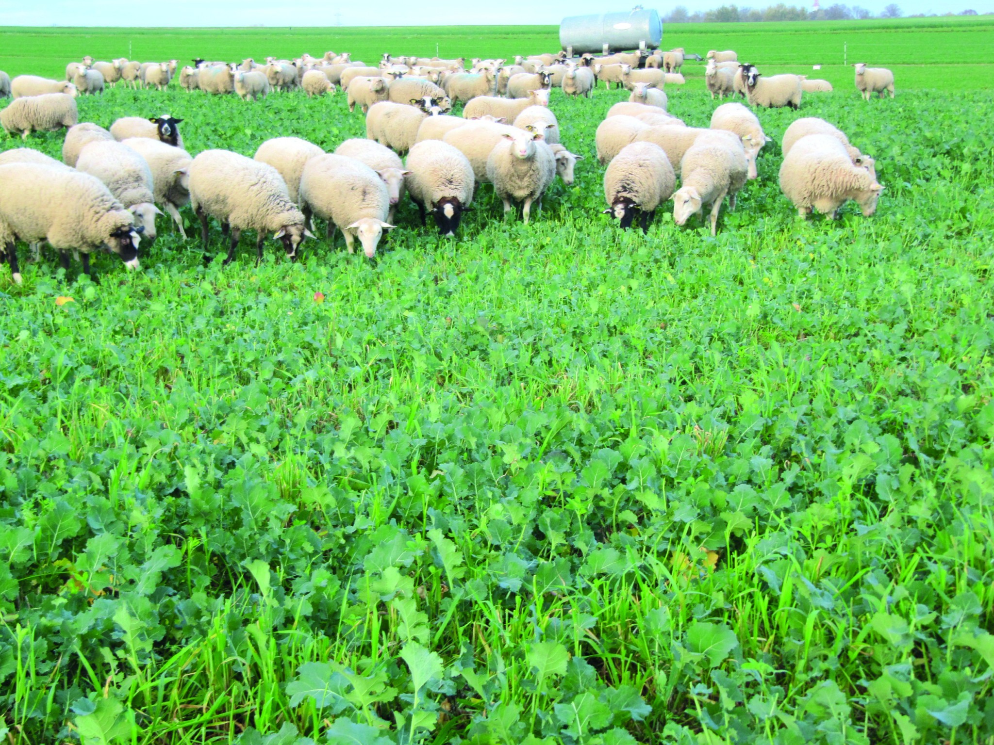 Moins de limaces sur les couverts pâturés par les brebis