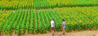 Tournesol : les variétés recommandées pour les semis 2022