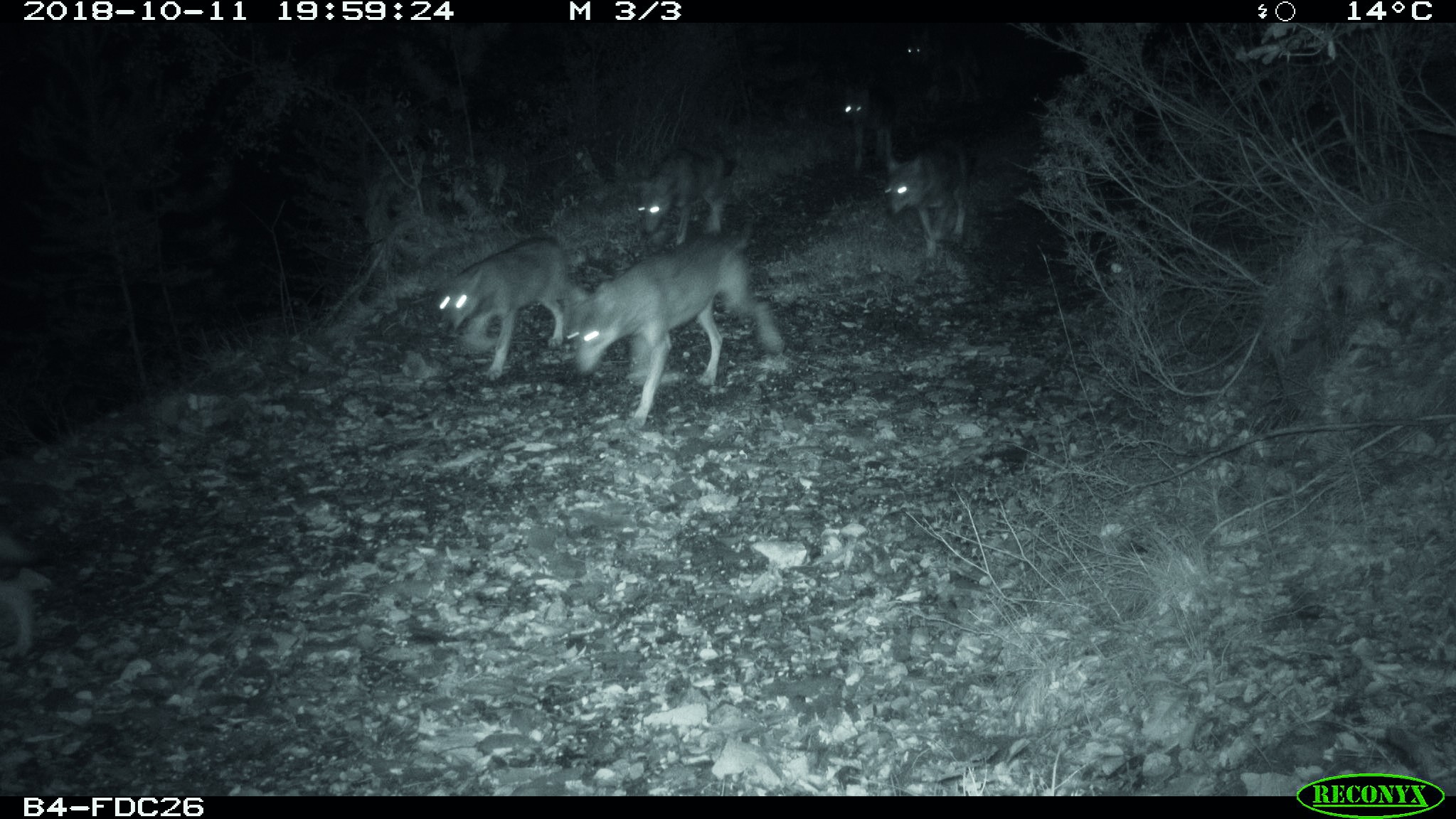 40 nouveaux correspondants loups formés en Drôme