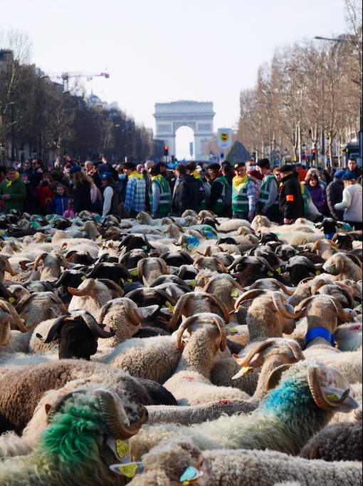 Plus de 2 000 moutons sur les Champs-Élysées