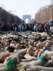 Plus de 2 000 moutons sur les Champs-Élysées
