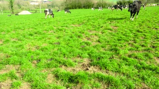 Le sursemis des prairies permanentes