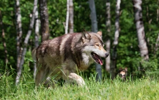 Un loup abattu sur la commune de Gigors-et-Lozeron