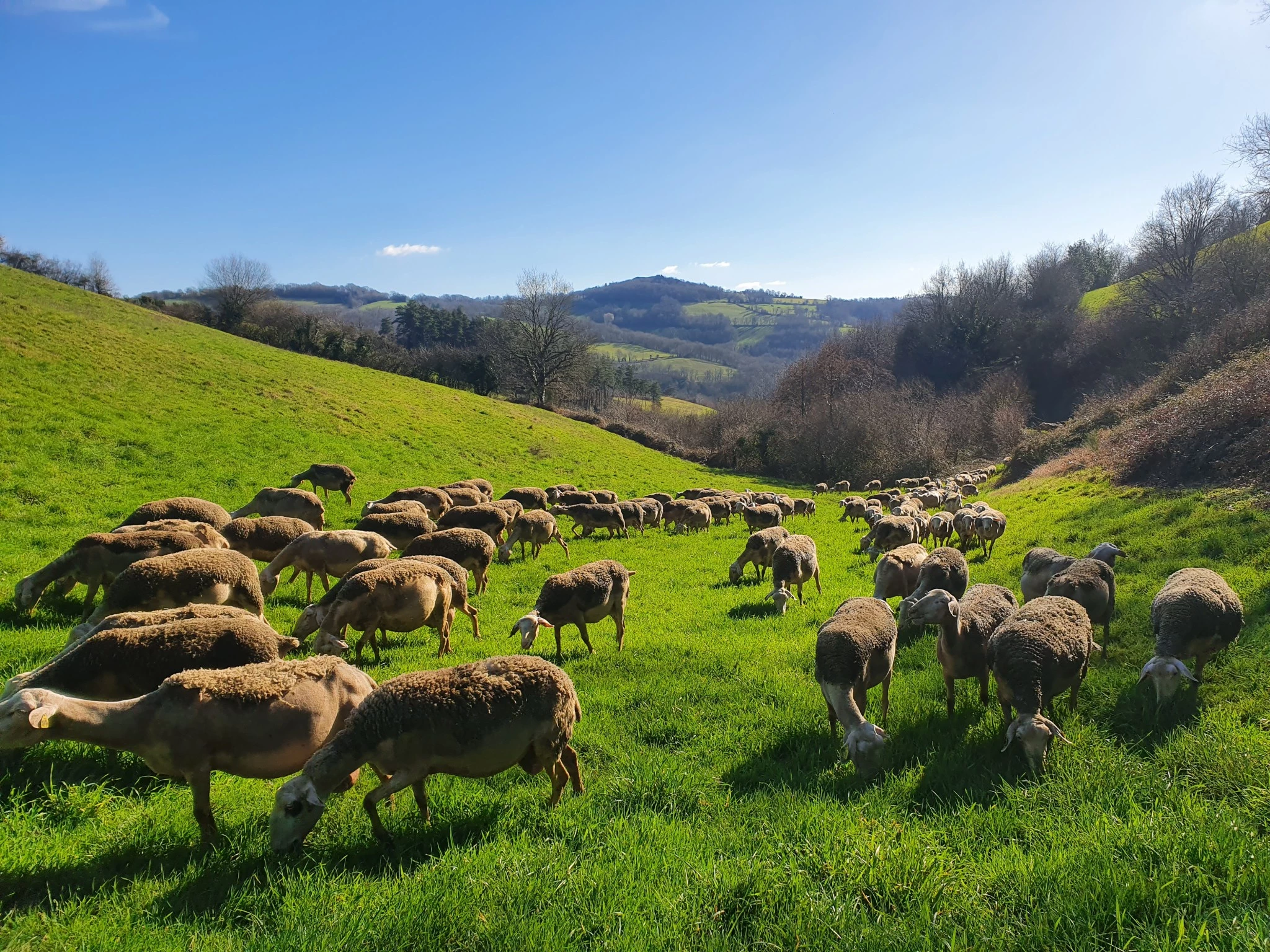 Autonomie alimentaire : l’herbe pâturée trois fois moins chère que l’ensilage de maïs