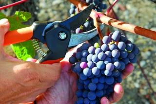 Mâcon (Saône-et-Loire) : une première pour le salon Vinéquip du 5 au 7 avril