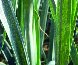 Thrips sur poireau, entre choix variétal et irrigation