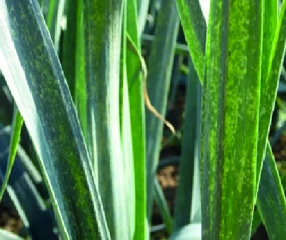 Thrips sur poireau,  entre choix variétal et irrigation