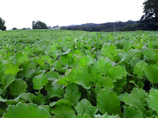 Du colza fourrager  à pâturer cet été