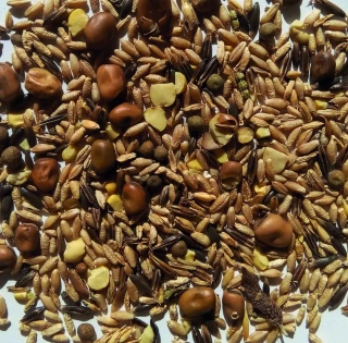 Les méteils grains allient  céréales et protéagineux
