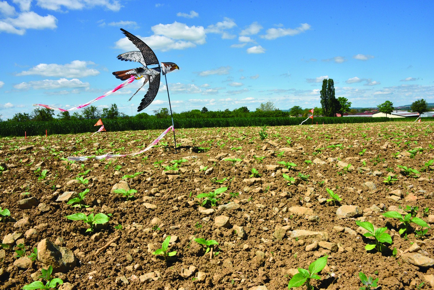 Tournesol 2022 : quels leviers  pour prévenir les dégâts oiseaux ?