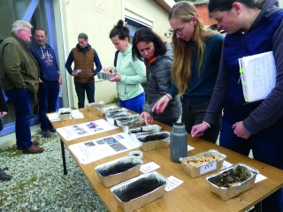 Fusariose de l’ail : des leviers agroécologiques peu convaincants