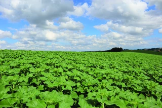 Tournesol : quid des biostimulants en enrobage de semences ? 
