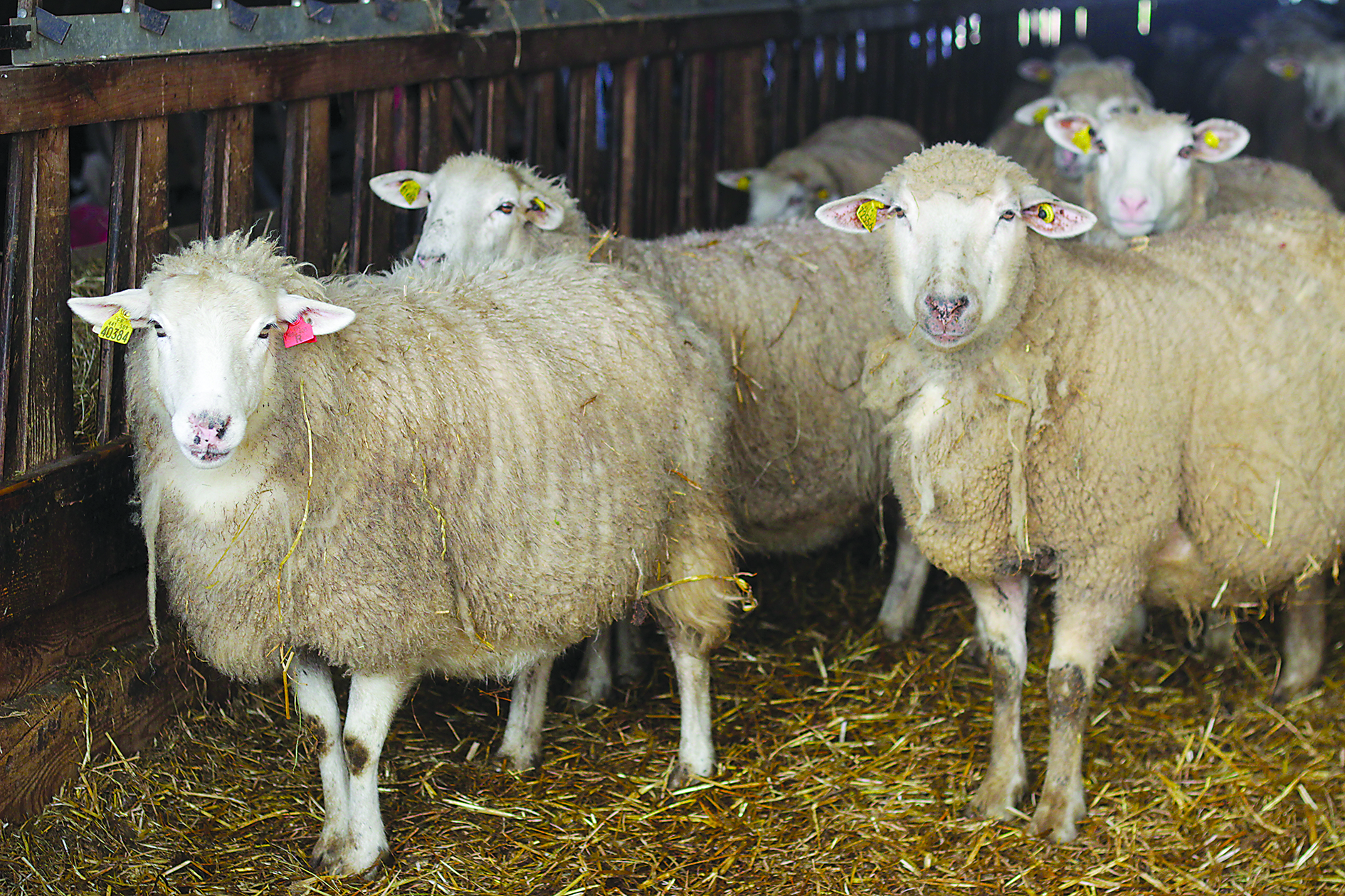 L’élevage ovin au centre de l’attention