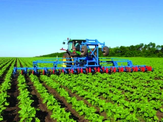 Désherbage mixte en tournesol : une technique qui fait ses preuves