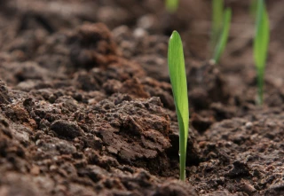 Les semences, élément clef de la sécurité alimentaire