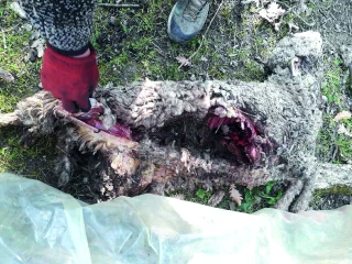 Coût de la prédation : 66 M€ dépensés en 2020