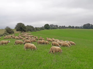 Réserver les parcelles saines aux jeunes animaux