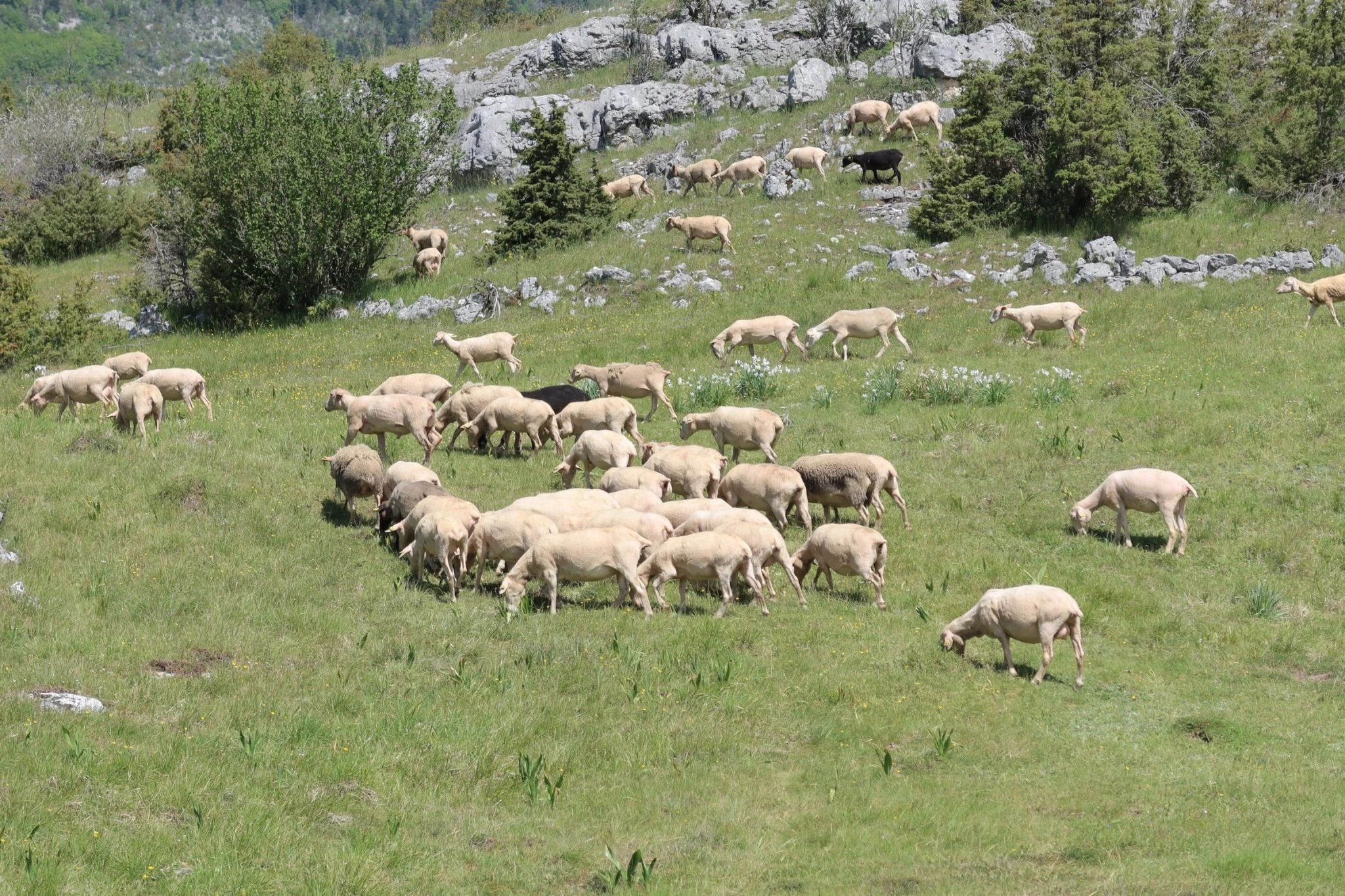 Deux maladies dans le viseur en ovin