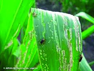 Chrysomèle du maïs : il est temps d’agir !
