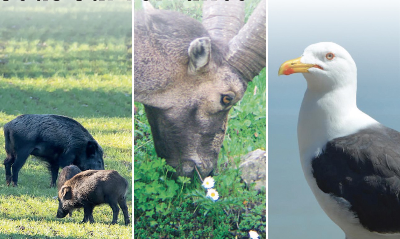 Biosécurité : la faune sauvage sous surveillance