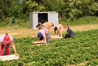 Main-d’œuvre agricole : la FNSEA appelle à recruter